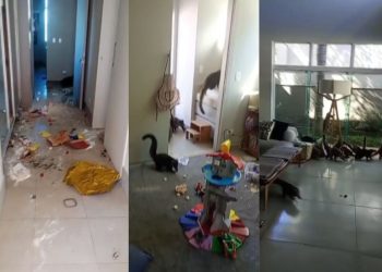 VÍDEO: 'gangue' de quatis invade casa e deixa bagunça e destruição, no Paraná