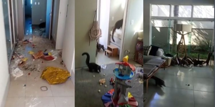VÍDEO: 'gangue' de quatis invade casa e deixa bagunça e destruição, no Paraná